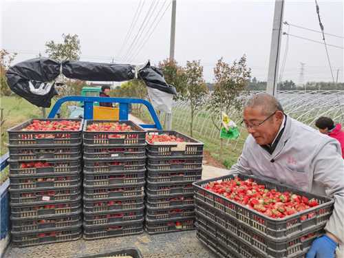 南京溧水区果农将草莓搬上淘菜菜货车