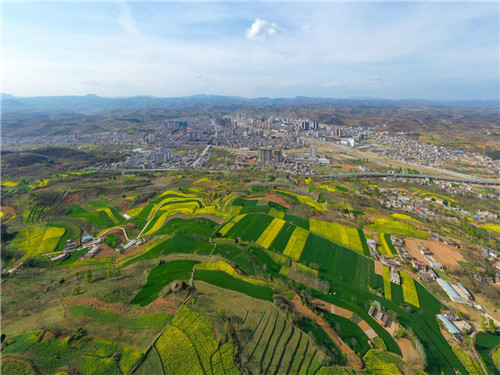 成縣城關鎮南山盛開的油菜花和縣城全景.市民在成縣觀光園觀賞油菜花.