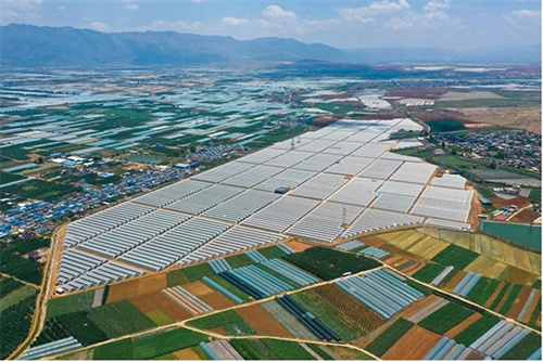 佳沃集团红河(国际)蓝莓示范区今年是佳沃集团成立的10周年,在10年的