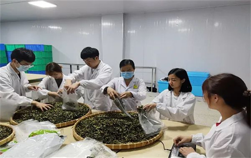 广州珠江职业技术学院中药学专业开展中药实训课提高中医药人才培养