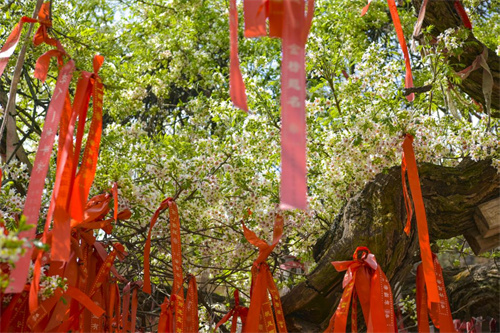 幸福花开香满园  ——永寿县第十九届槐花旅游文化节"云集篇"