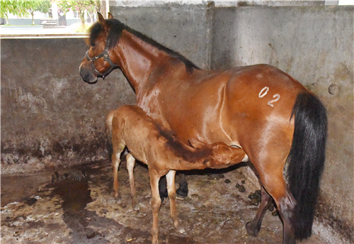 宁强矮马添丁进口