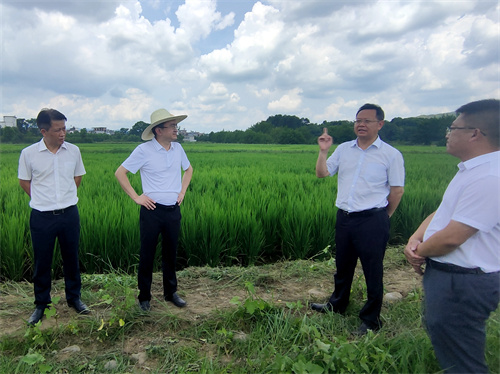 太平圩鎮,新圩鎮,毛俊鎮等糧食生產現場及雷家嶺村耕地拋荒治理示範點