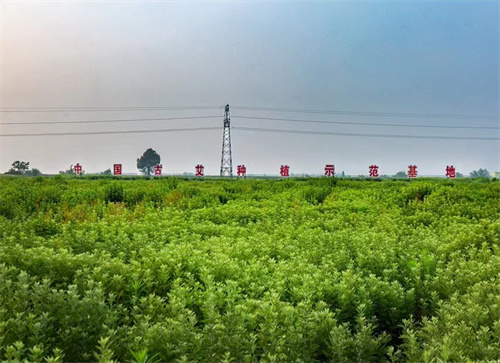 中国艾城·永修艾草产业园暨全国热敏灸示范县建设项目 政校,政企合作