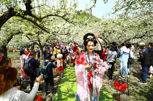 2、千山梨花节