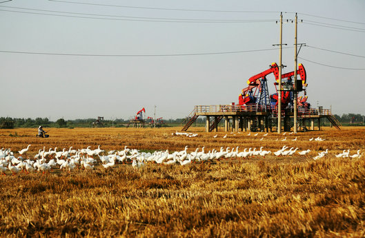 江苏油田:生态麦田与生态油田同庆丰收_行业动态_行业资讯_西北油田