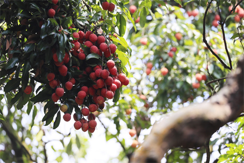 广州黄埔举行2023年荔枝文化节_广东_区域_经济网_国家一类新闻网站