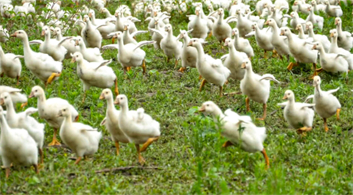 黑龙江绥滨农场:白鹅林下草地"向天歌" 绿色生态养殖探富路