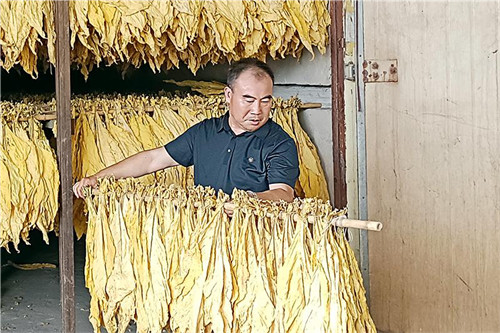 扎根基层,做烟叶质量的"监督员"刘仁辉说"离泥土越近,越有生命力",在