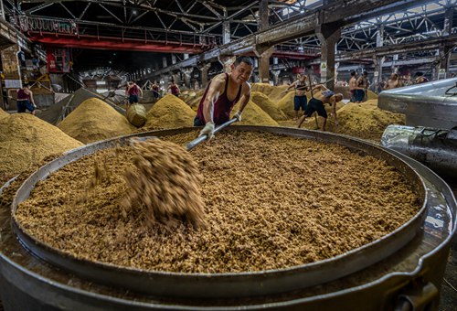 五粮液酿酒车间 工人正在进行上甑  伊霄 摄以质量护航品质,以产量