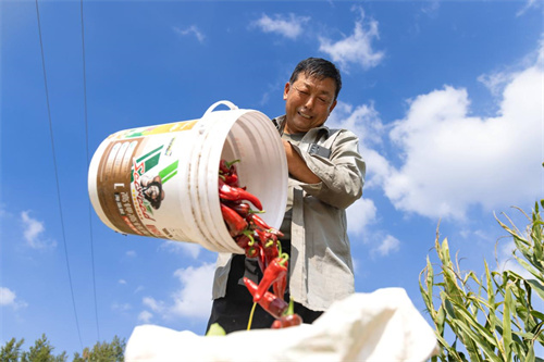 種植戶正在把采收的辣椒進行裝袋。（攝影：烏力更）